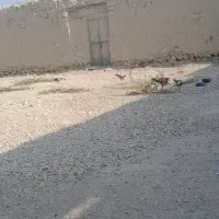 مرغ.خروس.لاری.وچابهاری|حیوانات مزرعه|بیرم, |دیوار