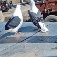 کبوتر کانی سالم