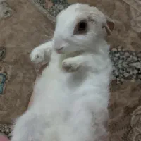 واگذاری خرگوش خانگی