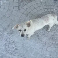 واگذاری سگ به همراه شناسنامه|سگ|شیراز, اصلاح‌نژاد|دیوار