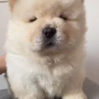 ارائه توله سگ چاوچاو