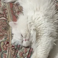 پرشین نر جهت جفگیری|گربه|سنندج, |دیوار