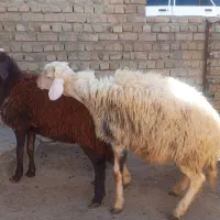 بره نر درجه۱