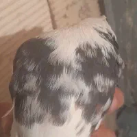 کبوتر رنگی|پرنده|مبارکه, |دیوار