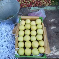 سیب قرمزوزرد