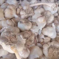 فروش سیر عمده وکیلویی