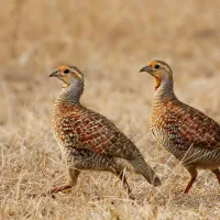 بلدرچین محلی