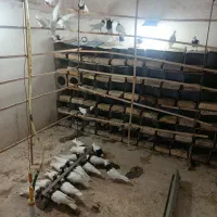 طوقی روزگاری|پرنده|پیر بکران, |دیوار