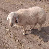 قوچ افشار سفید