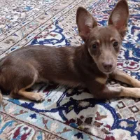 واگذاری|سگ|سلمانشهر, |دیوار