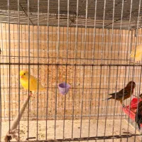 جوجه قناری