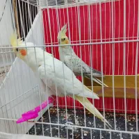 عروس هلندی|پرنده|شاندیز, |دیوار