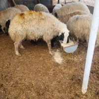 شک ورن|حیوانات مزرعه|سیروان, |دیوار