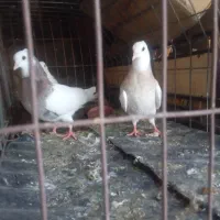 معاوضه با کاشانی