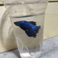 ماهی فایتر نر و ماده جفت
