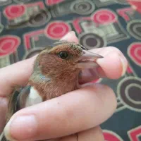 2عدد نروماده سهره ۳ماه قفس