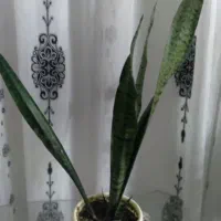 گل سانسوریا|گل و گیاه طبیعی|مشهد, استاد یوسفی (شهرک غرب)|دیوار