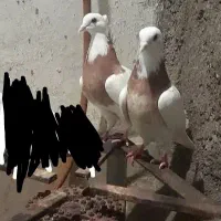 طوقی سرخ ماده