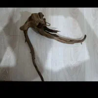 چوب آبنوس اکواریوم