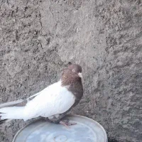 کبوتریاکفترسینه ای نقشی|پرنده|اصفهان, جلالیه|دیوار