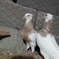 کبوتر طوقی|پرنده|شیراز, حومه شیراز|دیوار