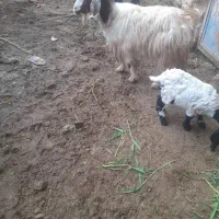 یک عدد بز زاییده