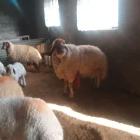 ورن سنجابی|حیوانات مزرعه|سرپل ذهاب, |دیوار