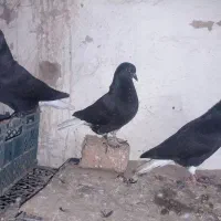 جوجه دم سفید و کلفه