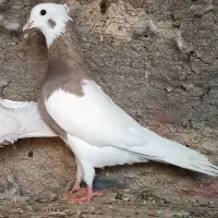 کبوتر سینه زرد بلژیکی و کله الماسی وطوقی لامرد|پرنده|لامرد, |دیوار