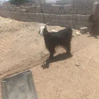 چبش