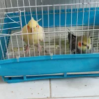 عروس هلندی