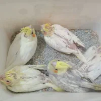 جوجه عروس هلندی ۵۰ روزه|پرنده|اصفهان, رهنان|دیوار