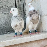 جفت طوقی|پرنده|خورموج, |دیوار