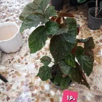 گل و گیاه|گل و گیاه طبیعی|بندر گناوه, |دیوار