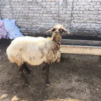 یک راس گوسفند ماده آبستن