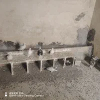 کفتر بدون غلطی