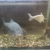 ماهی اسکار پیرانو