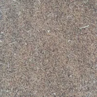 بذرعلف محلی