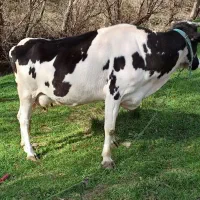 گاو و گوساله سیمینتال