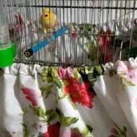 قناری نر بخون