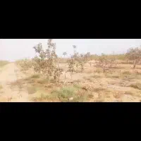 فروش زمین ۱۲۹۷ متری باغ پسته|فروش زمین و ملک کلنگی|شیراز, لب آب|دیوار