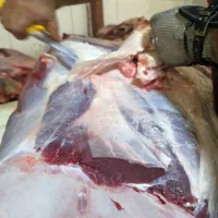 فروش عمده گوساله منجمد