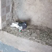 فروش کبوتر