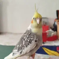 عروس هلندی نر و ماده