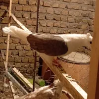 کبوتر تزئینی|پرنده|نهاوند, |دیوار