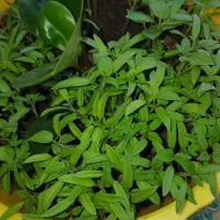 خوابگاه رایگان