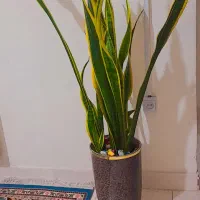 گل سانسوریا دور طلایی