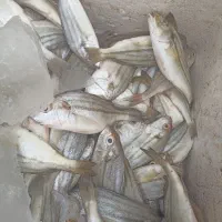 ماهی تازه|ماهی|میناب, |دیوار