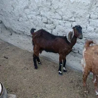 بز ماده جفت 16