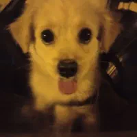 سگ شیتزو ۲ملیون و ۷۰۰